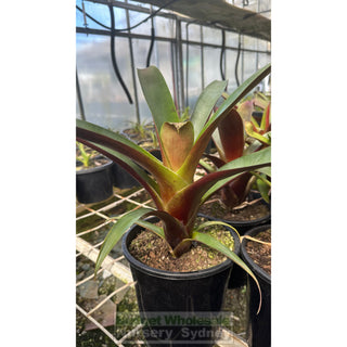Alcantarea Imperialis Rubra 200Mm Pot Giant Bromeliad Default Type