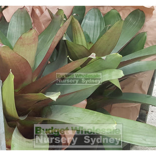 Alcantarea Imperialis Rubra 300Mm Pot Large Giant Bromeliad Default Type