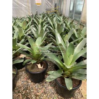 Alcantarea Imperialis Rubra 300Mm Pot Large Giant Bromeliad Default Type