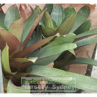 Alcantarea Imperialis Rubra 300Mm Pot Large Giant Bromeliad Default Type