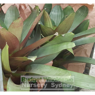 Alcantarea Imperialis Rubra 300Mm Pot Large Giant Bromeliad Default Type