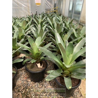 Alcantarea Imperialis Rubra 300Mm Pot Large Giant Bromeliad Default Type
