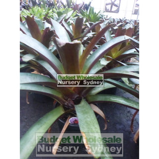 Alcantarea Imperialis Rubra 300Mm Pot Large Giant Bromeliad Default Type