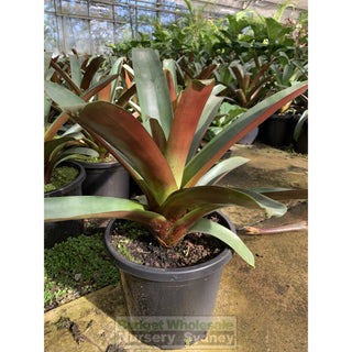 Alcantarea Imperialis Rubra 300Mm Pot Large Giant Bromeliad Default Type