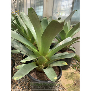 Alcantarea Imperialis Rubra Xlarge 400Mm / 45L Pot Large Giant Bromeliad Default Type