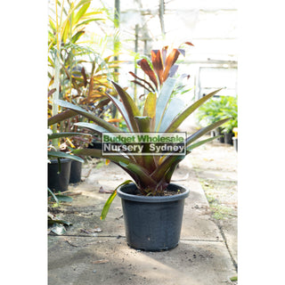 Alcantarea Imperialis Rubra Xlarge 400Mm / 45L Pot Large Giant Bromeliad Default Type