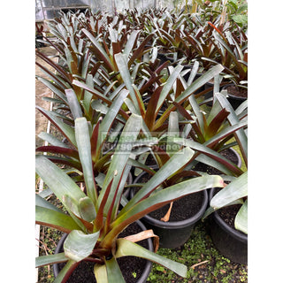 Alcantarea Imperialis Rubra Xlarge 400Mm / 45L Pot Large Giant Bromeliad Default Type