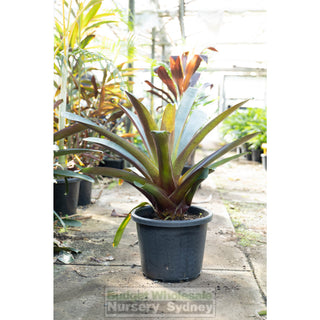 Alcantarea Imperialis Rubra Xlarge 400Mm / 45L Pot Large Giant Bromeliad Default Type