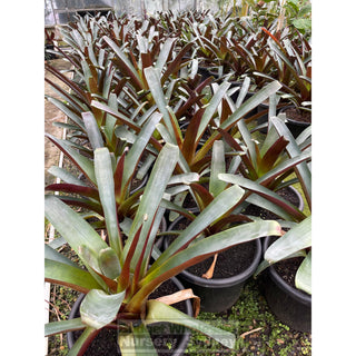 Alcantarea Imperialis Rubra Xlarge 400Mm / 45L Pot Large Giant Bromeliad Default Type