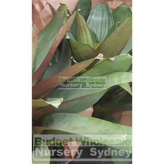 Alcantarea Imperialis Rubra Xlarge 400Mm / 45L Pot Large Giant Bromeliad Default Type