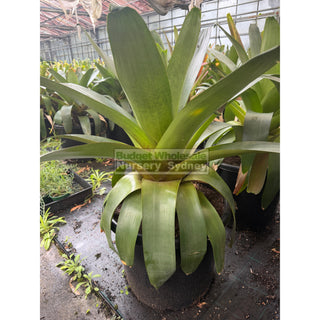 Alcantarea imperialis Rubra XXLarge 500mm / 75L pot Large Giant Bromeliad Default type