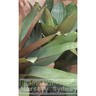 Alcantarea Imperialis Rubra Xlarge 400Mm / 45L Pot Large Giant Bromeliad Default Type