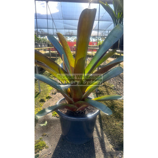 Alcantarea Imperialis Rubra Xlarge 400Mm / 45L Pot Large Giant Bromeliad Default Type