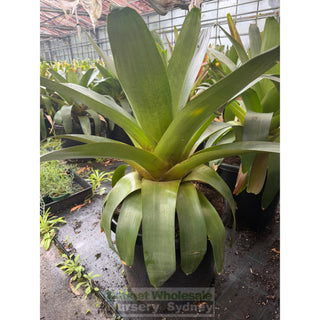 Alcantarea imperialis Rubra XXLarge 500mm / 75L pot Large Giant Bromeliad Default type
