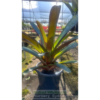 Alcantarea Imperialis Rubra Xlarge 400Mm / 45L Pot Large Giant Bromeliad Default Type