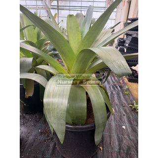 Alcantarea imperialis Rubra XXLarge 500mm / 75L pot Large Giant Bromeliad Default type