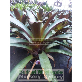 Alcantarea Imperialis Rubra Xlarge 400Mm / 45L Pot Large Giant Bromeliad Default Type