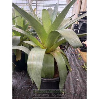 Alcantarea imperialis Rubra XXLarge 500mm / 75L pot Large Giant Bromeliad Default type