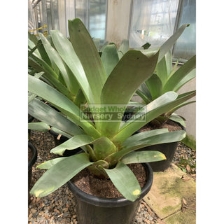 Alcantarea Imperialis Rubra Xlarge 400Mm / 45L Pot Large Giant Bromeliad Default Type