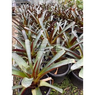 Alcantarea Imperialis Rubra Xlarge 400Mm / 45L Pot Large Giant Bromeliad Default Type