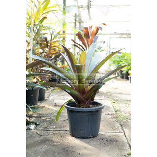 Alcantarea Imperialis Rubra Xlarge 400Mm / 45L Pot Large Giant Bromeliad Default Type