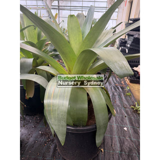 Alcantarea imperialis Rubra XXLarge 500mm / 75L pot Large Giant Bromeliad Default type