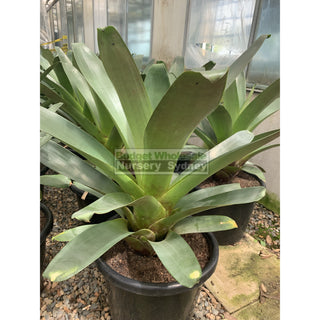 Alcantarea Imperialis Rubra Xlarge 400Mm / 45L Pot Large Giant Bromeliad Default Type