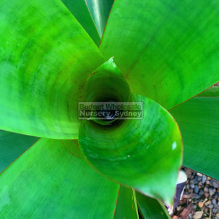 Alcantarea Silver Plum 300Mm Pot Large Giant Bromeliad Default Type