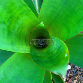 Alcantarea Silver Plum 300Mm Pot Large Giant Bromeliad Default Type