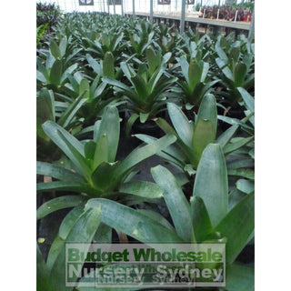 Alcantarea Silver Plum 300Mm Pot Large Giant Bromeliad Default Type