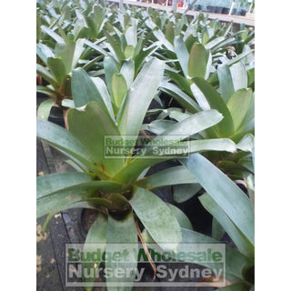 Alcantarea Imperialis 300Mm Pot Large Giant Bromeliad Default Type