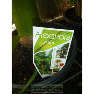 Alexandra Palm - Archontophoenix Alexandrae 200Mm Default Type