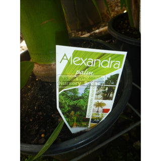 Alexandra Palm - Archontophoenix Alexandrae 200Mm Default Type