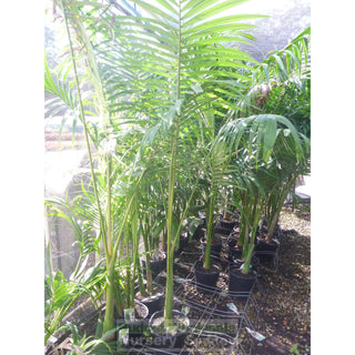 Alexandra Palm - Archontophoenix Alexandrae 250Mm Default Type