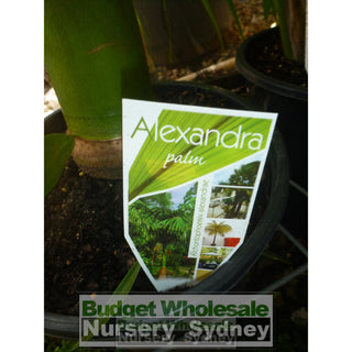 Alexandra Palm - Archontophoenix Alexandrae 250Mm Default Type