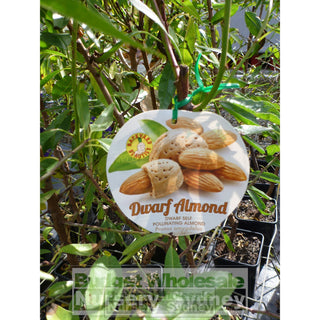 Almond Self Pollinating Dwarf 4Ltr Default Type