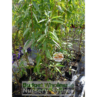 Almond Self Pollinating Dwarf 4Ltr Default Type