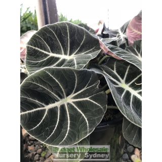 Alocasia Black Velvet (Taro) 200Mm Pots Plants