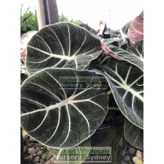 Alocasia Black Velvet (Taro) 200Mm Pots Plants