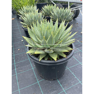 Aloe Polyphylla Large 300Mm Pots Default Type