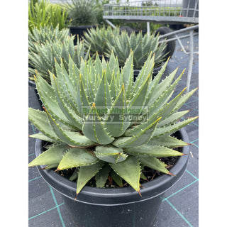 Aloe Polyphylla Large 300Mm Pots Default Type