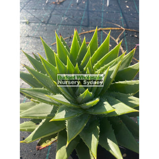 Aloe Polyphylla 200Mm Pots Default Type