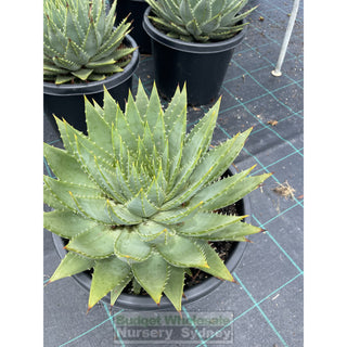 Aloe Polyphylla Large 300Mm Pots Default Type