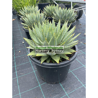Aloe Polyphylla Large 300Mm Pots Default Type