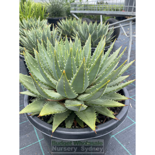 Aloe Polyphylla Large 300Mm Pots Default Type