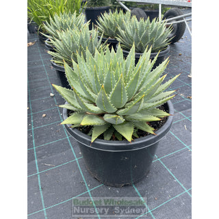 Aloe Polyphylla Large 300Mm Pots Default Type