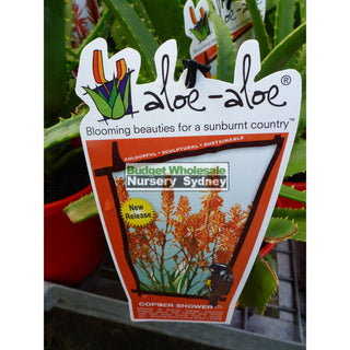 Aloe Species 175Mm Pots Default Type