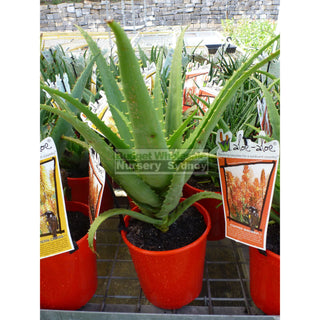 Aloe Species 175Mm Pots Default Type
