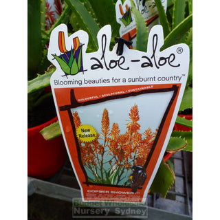 Aloe Species 175Mm Pots Default Type