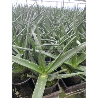 Aloe Vera 150Mm Pots Default Type